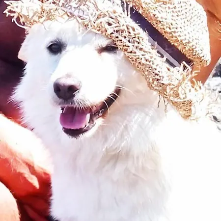 호텔 Sant'andrea 산타마르게리타리구레